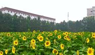 忘記稻田里的螞蟥吧，新生態(tài)農(nóng)場(chǎng)邀你點(diǎn)贊